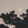 oreoliv_27